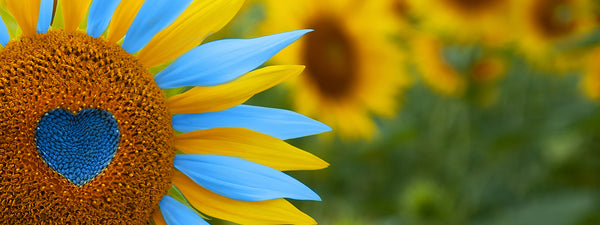 Plum Sunflower Leo Raises $7,000 for Global Giving's Ukraine Crisis Relief Fund